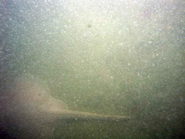 Image of seabed - photo.