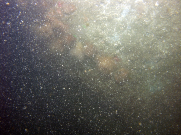 Image of seabed - photo.