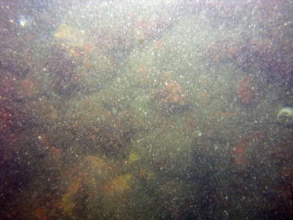 Image of seabed - photo.