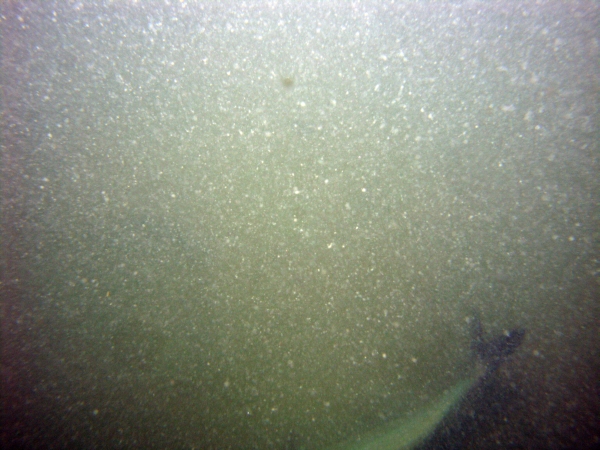 Image of seabed - photo.