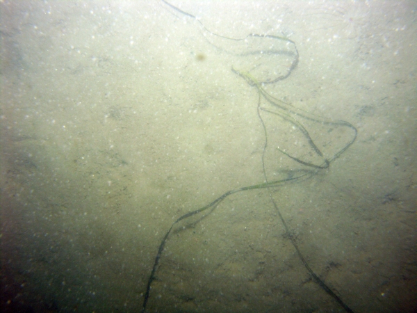 Image of seabed - photo.