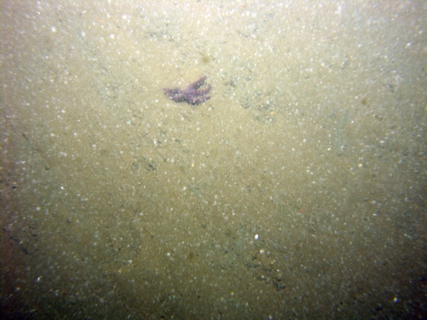 Image of seabed - photo.