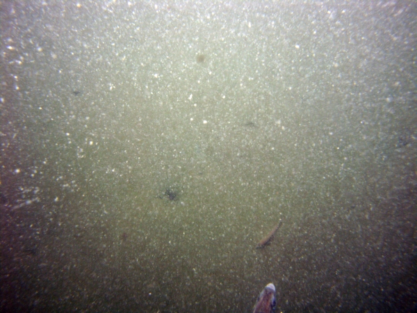 Image of seabed - photo.