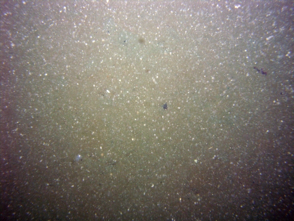 Image of seabed - photo.