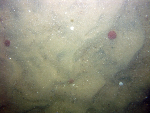 Image of seabed - photo.