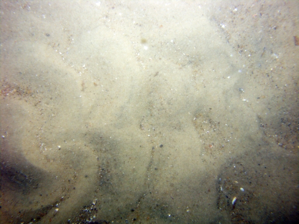 Image of seabed - photo.