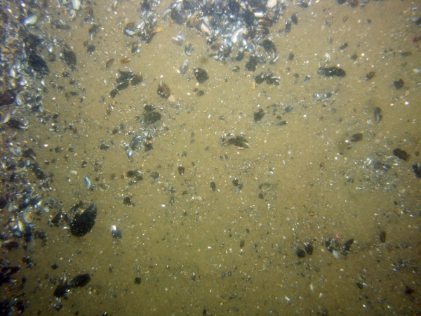 Image of seabed - photo.