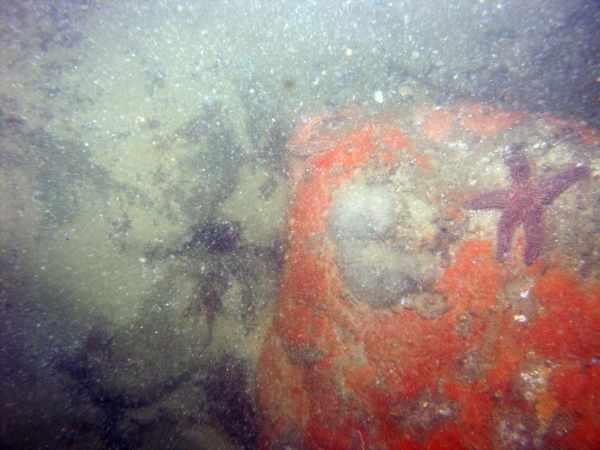 Image of seabed - photo.