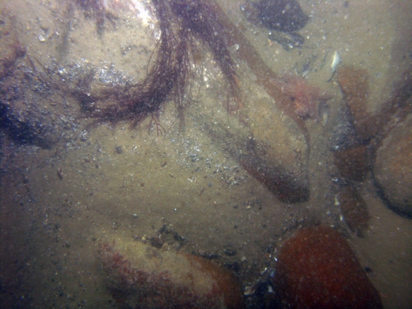 Image of seabed - photo.