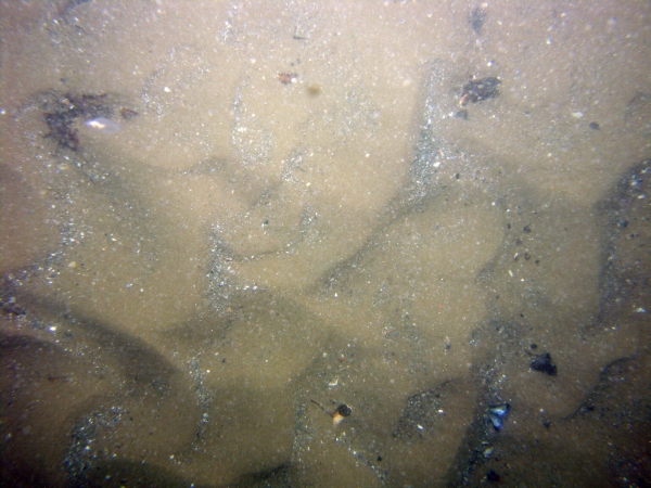 Image of seabed - photo.