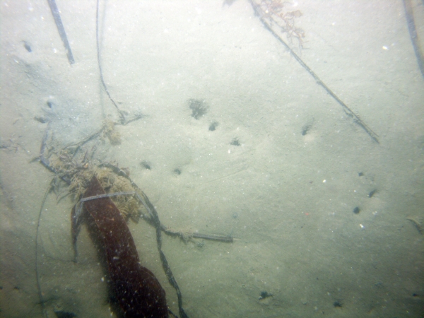 Image of seabed - photo.