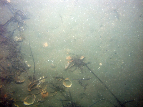 Image of seabed - photo.