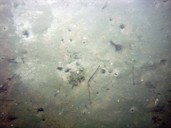 Image of seabed - photo.