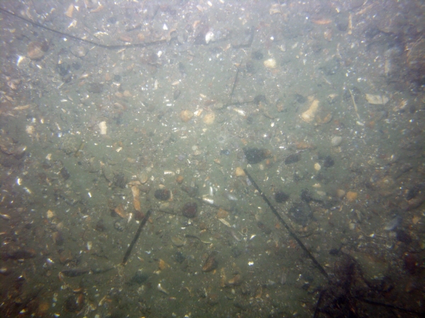 Image of seabed - photo.