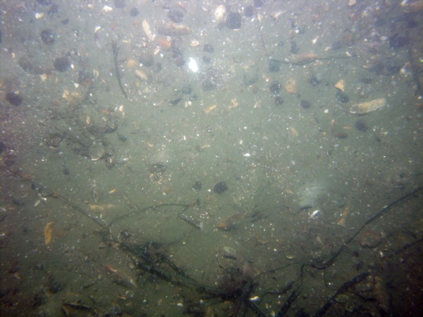 Image of seabed - photo.