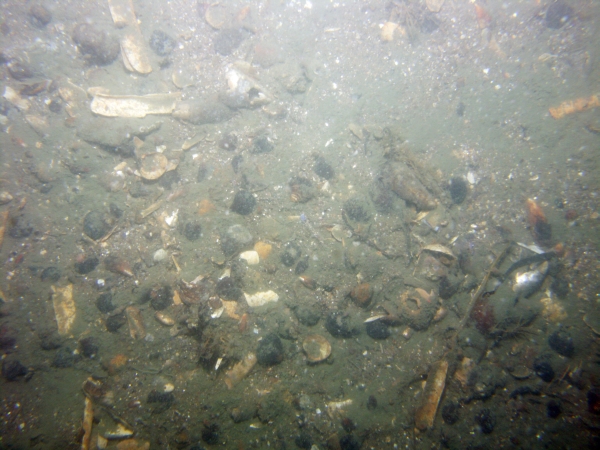 Image of seabed - photo.