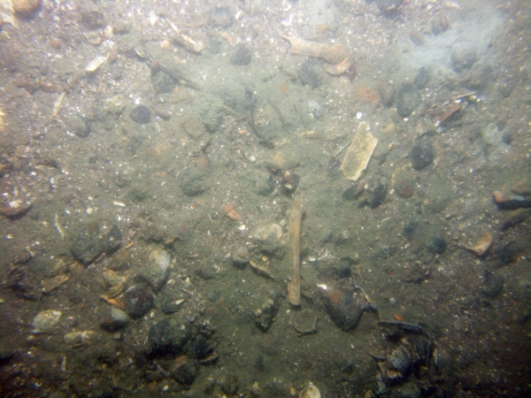 Image of seabed - photo.