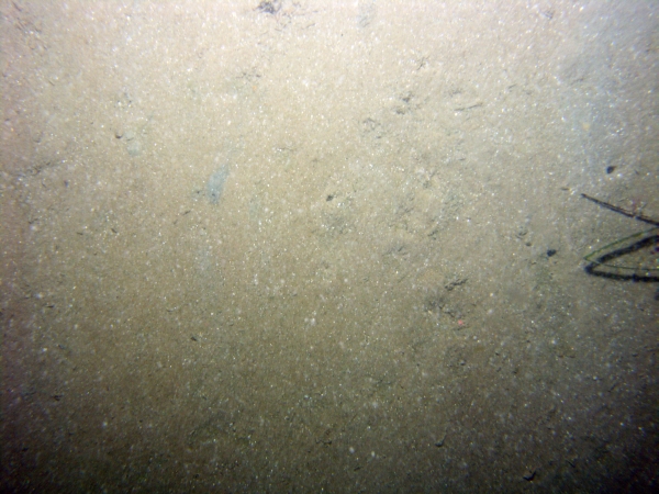 Image of seabed - photo.