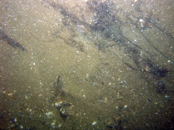 Image of seabed - photo.