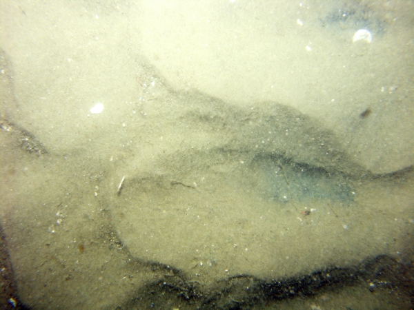 Image of seabed - photo.