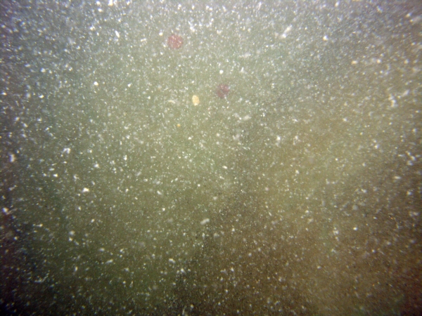 Image of seabed - photo.