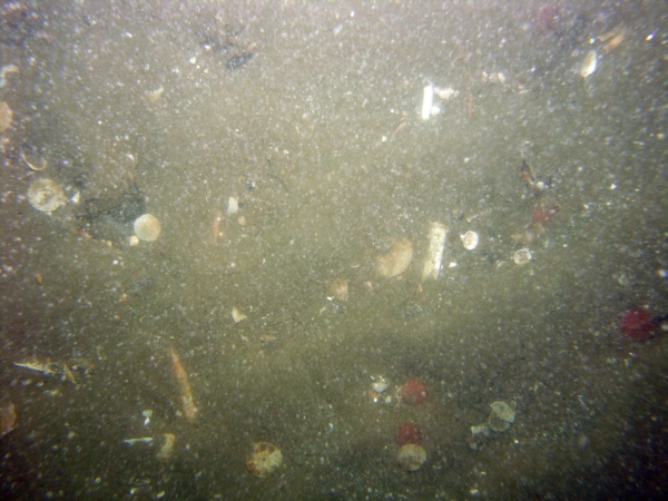 Image of seabed - photo.