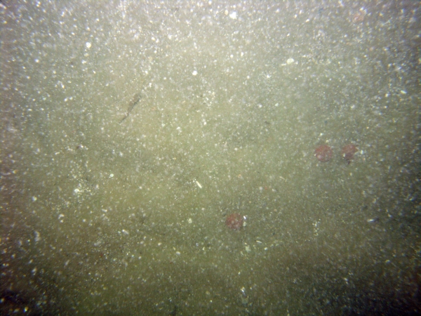 Image of seabed - photo.