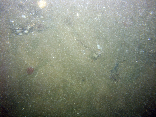 Image of seabed - photo.