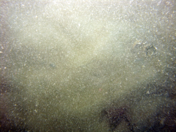 Image of seabed - photo.