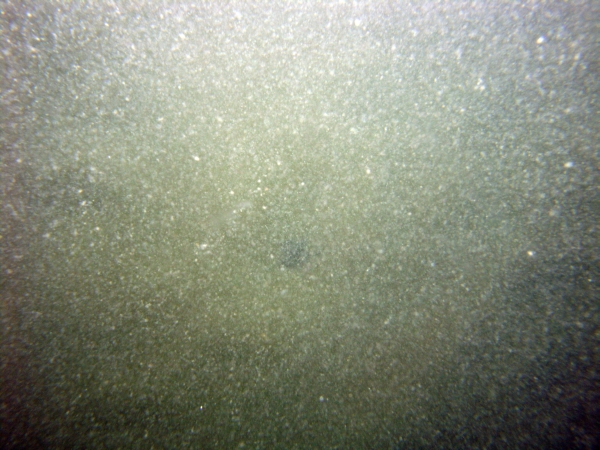 Image of seabed - photo.