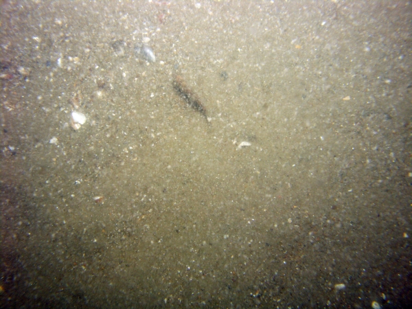 Image of seabed - photo.