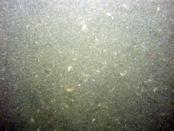 Image of seabed - photo.