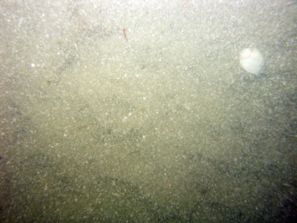 Image of seabed - photo.