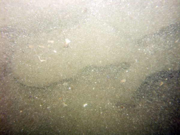 Image of seabed - photo.