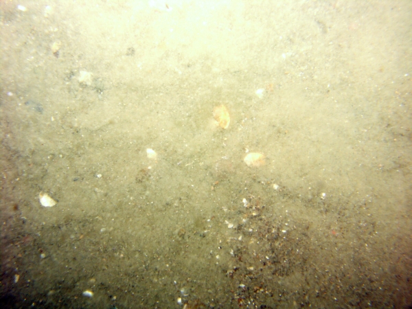 Image of seabed - photo.