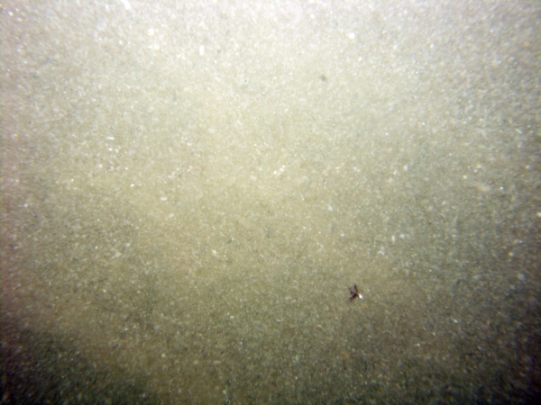 Image of seabed - photo.