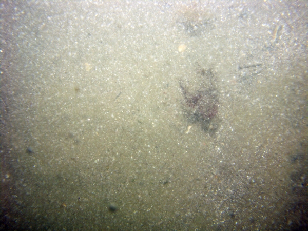 Image of seabed - photo.