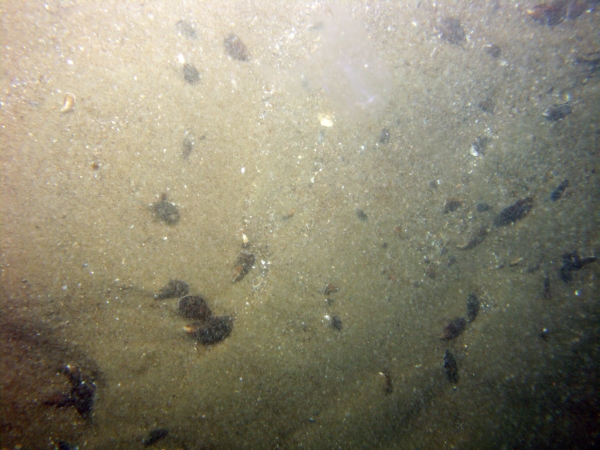 Image of seabed - photo.