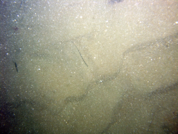 Image of seabed - photo.