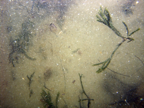 Image of seabed - photo.