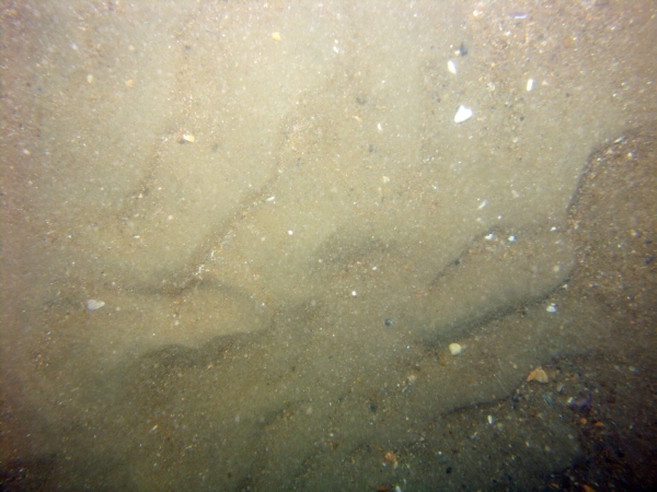 Image of seabed - photo.