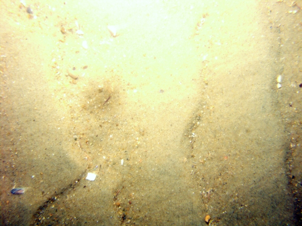 Image of seabed - photo.