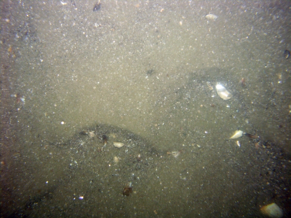 Image of seabed - photo.