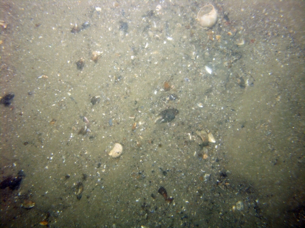 Image of seabed - photo.