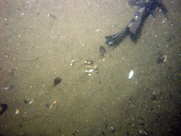 Image of seabed - photo.