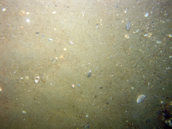 Image of seabed - photo.