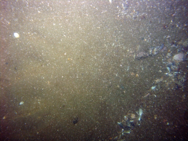 Image of seabed - photo.