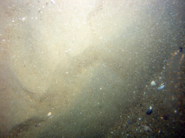 Image of seabed - photo.