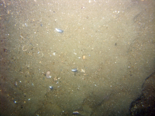 Image of seabed - photo.