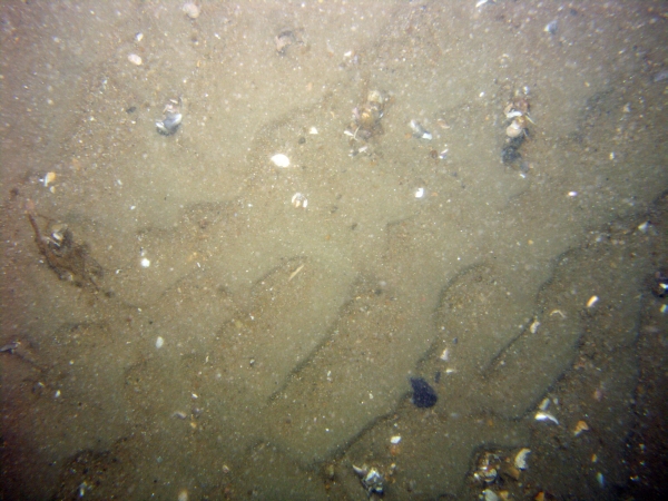 Image of seabed - photo.